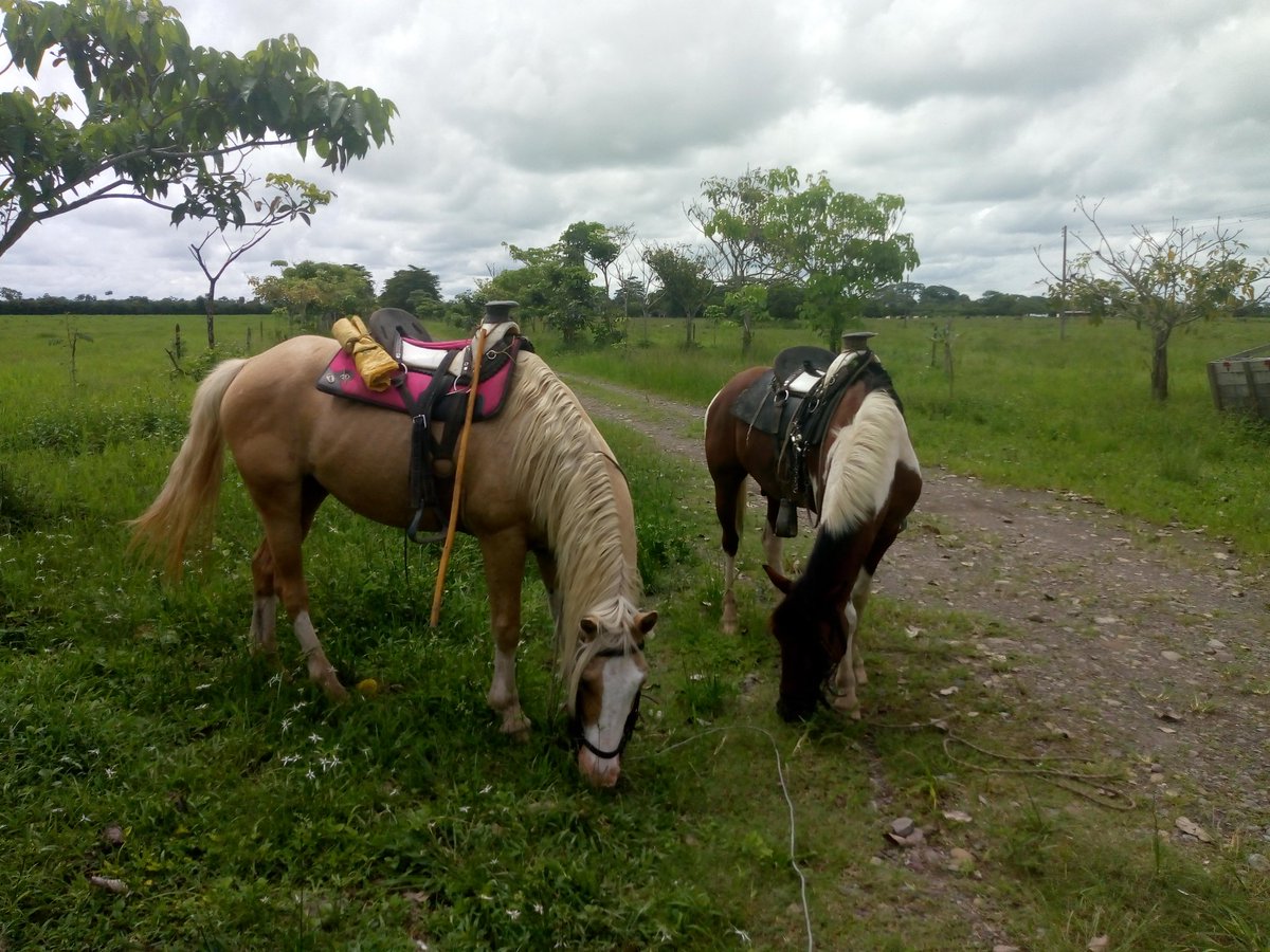 ShaloRU's tweet photo. seguimos con este #LunesLlanero #AguaMundo #Restrepo #Meta https://t.co/vyNrFaGYBu