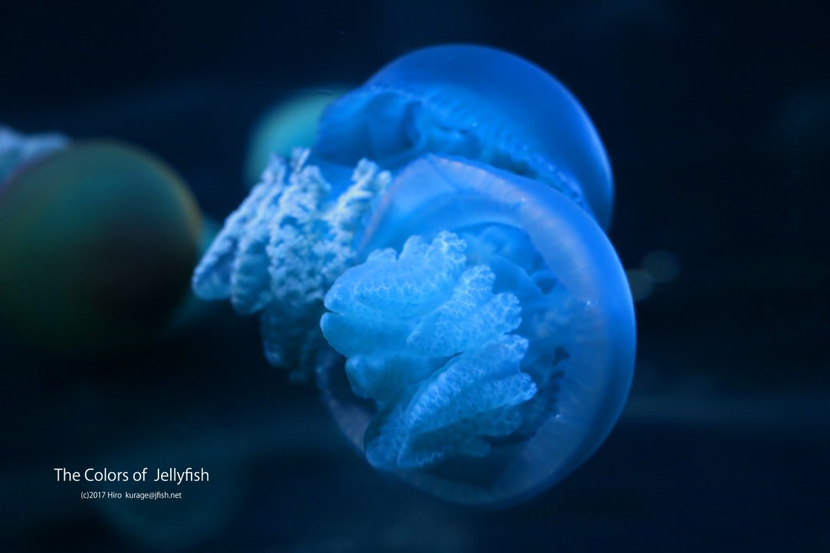 Hiro 碧 ブルージェリーフィッシュ T Co 0hdlwfkxmp クラゲ 海月 水母 Jellyfish Kurage Aquarium えのすい Photo 深夜 ネットの海