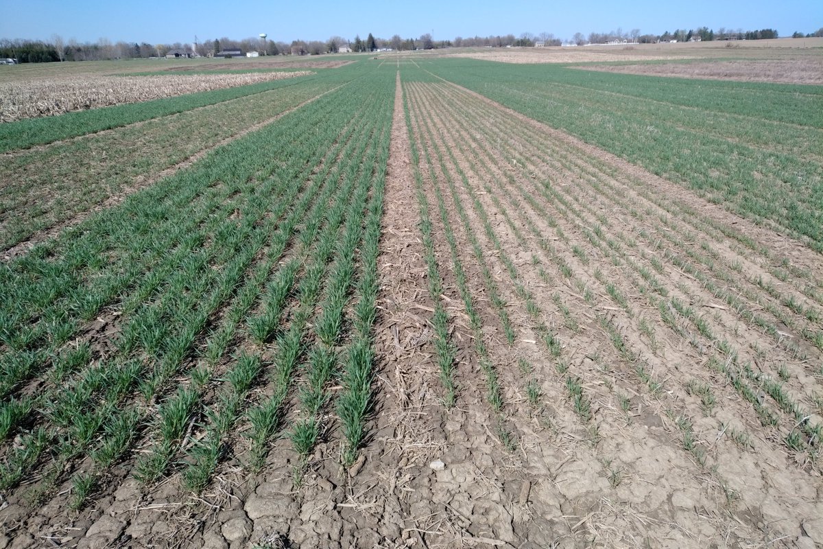 WheatPete's tweet photo. Long term PK trials. Left 100 lbs of 11-52-0, right 80 lbs of 0-0-60, both seed placed last fall. Winter #wheat all about phosphorus! https://t.co/RpryfZZQVn