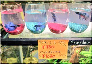「コップで飼えるベタ」ベタは飛び跳ねるからこういう売り方はやめてほしい！