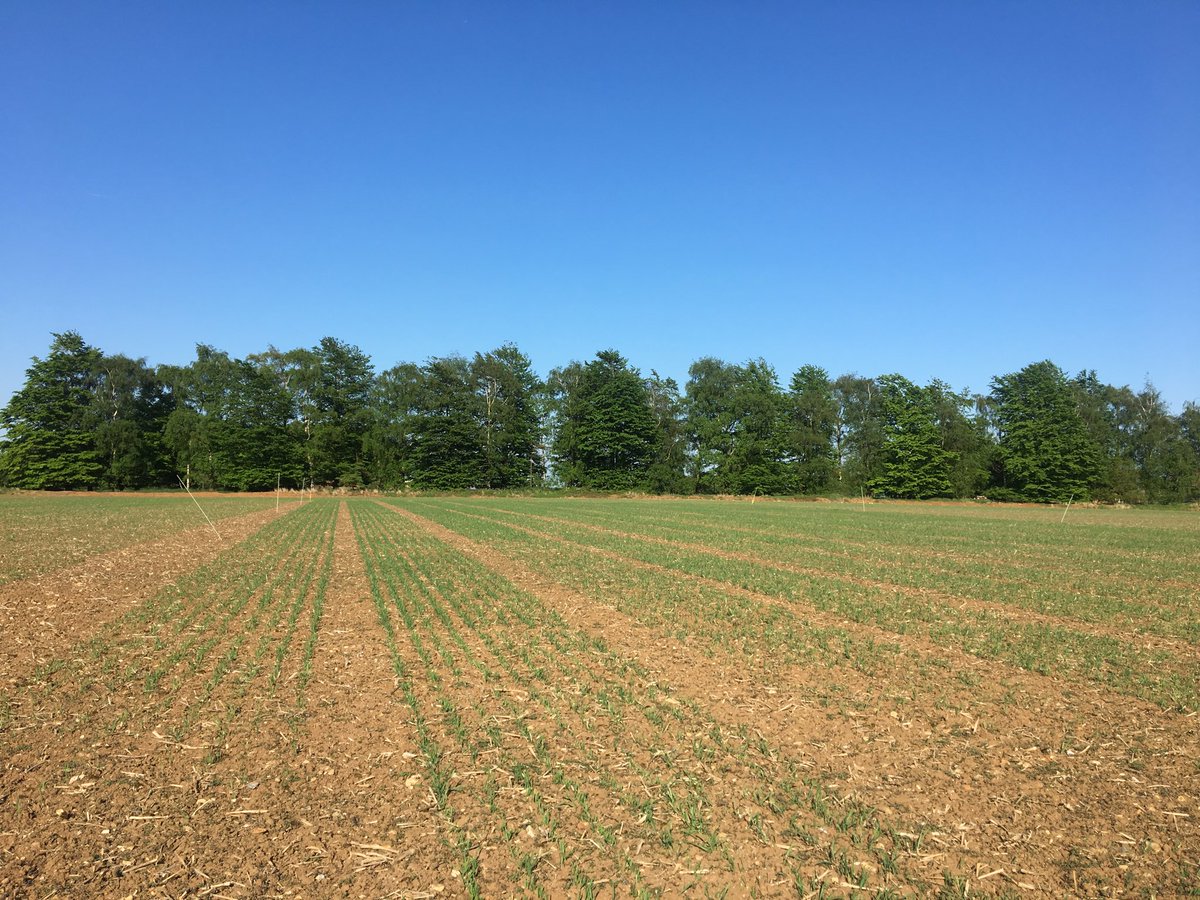 Agronomist_bri's tweet photo. Later than would have liked but Spring Oat trial establishing well. 2nd year of trials work with spring oats @KWSUKLtd Elyann #springcropping https://t.co/rsSzT4ghwF