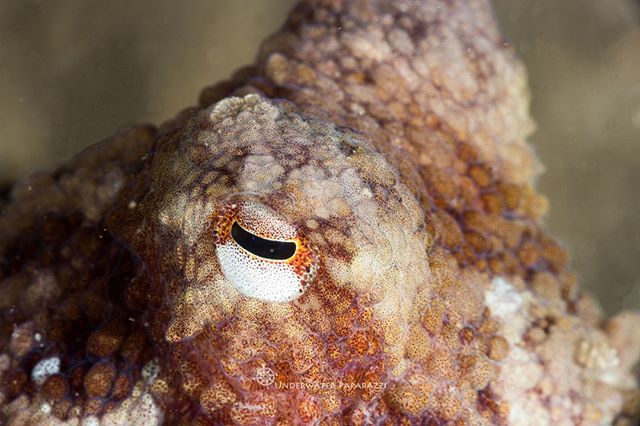 uwpaparazzi's tweet photo. I swear it was Friday 5 minutes ago...
.
📷©️: @underwaterpaparazzi .
.
.
.
.
.
.
.
#underwaterpaparazzi #caseofthemondays #octopus #macrophotography #closeup #scuba #60mm #subsee #lajollashores #dawndive https://t.co/kNqzaVsE8i https://t.co/jE4l1K9mfP