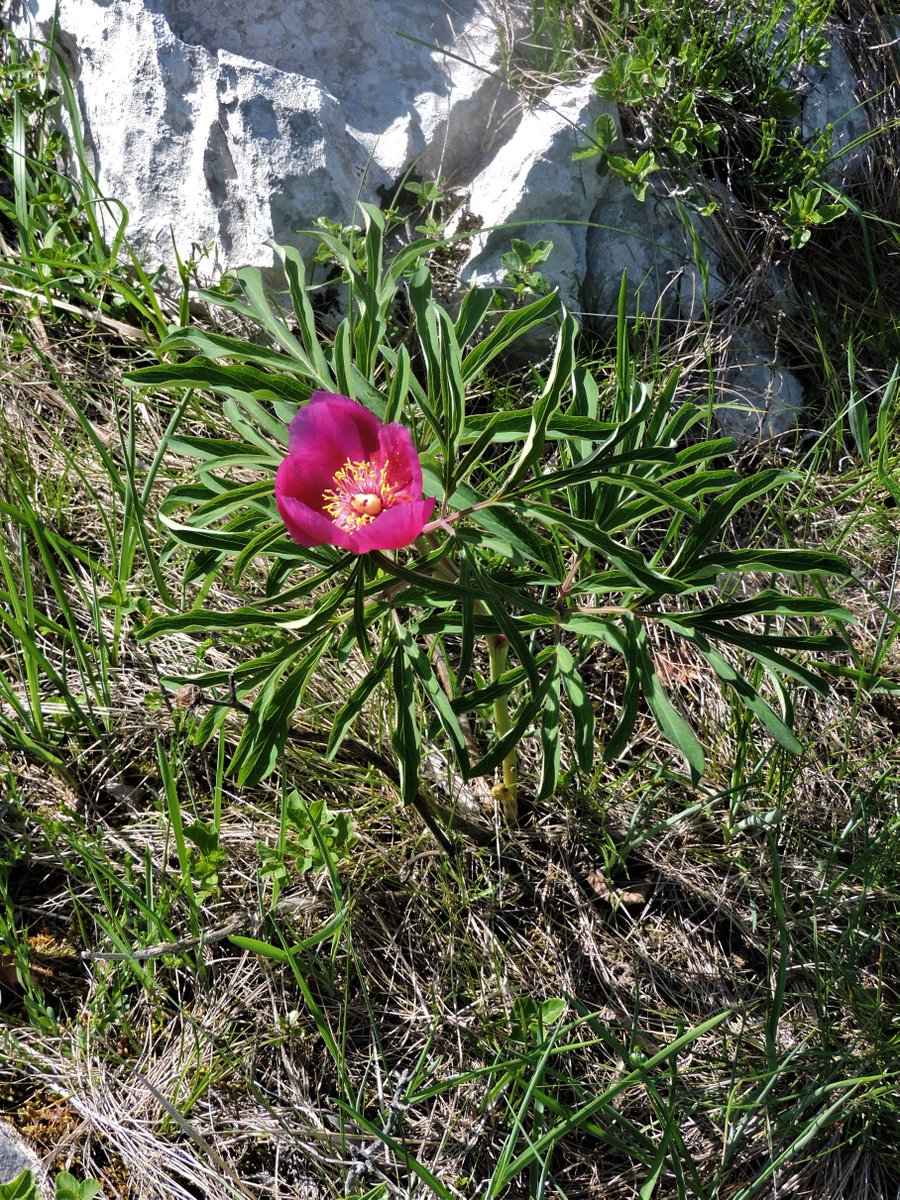 adriawildlife's tweet photo. Day 4 of @naturetrektours' 2018 #Istria holiday. Common Peony (Paeonia officinalis) in the Učka Nature Park close to the village of #Brgudac. Note the ants present (photo #3). It is thought they obtain nectar from the peony &amp; in the meantime, destroy damaging insect pests! https://t.co/q8AO9Hvz39