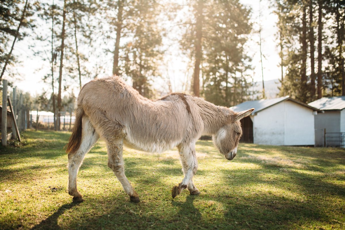 KelownaFarm's tweet photo. Arion Farm May 2018 Newsletter - https://t.co/CqDgzTXGw5
Keep up with what is happening at the farm by subscribing to our Newsletter https://t.co/6kLaQ9JU2E