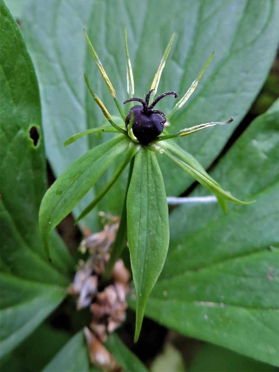 adriawildlife's tweet photo. Day 4 of @naturetrektours' 2018 #Istria holiday. Herb Paris (Paris quadrifolia) in the Učka Nature Park close to the Poklon Pass. One of my favourite plants. Each plant only produces one blueberry-like berry, which is poisonous, as are the other parts of the plant. UK Native. https://t.co/CmUXg9AjOS