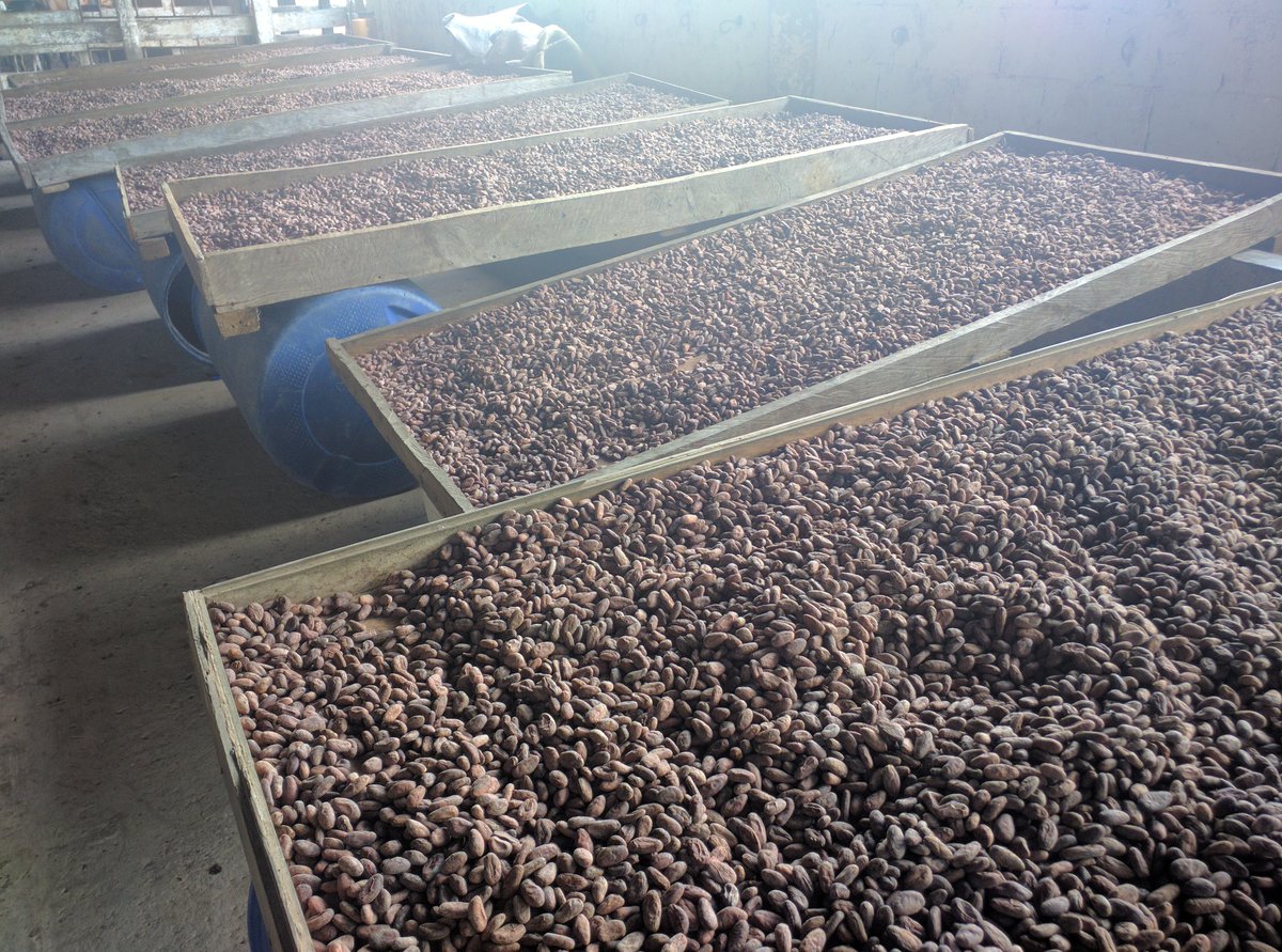 joacocoa18's tweet photo. The sight that makes a tough and long journey all the more worthwhile 🇬🇹 #izabalguatemala #indiorojo #mayanred #knowyourfarmer
#cacaofarm #cacaofarmers #cocoa #cocoabeans #cacao #finecacao #cacaofino #cocoasupply #chocolate #chocolatemaker #izabal #singleorigin https://t.co/rXPkmC6cDH