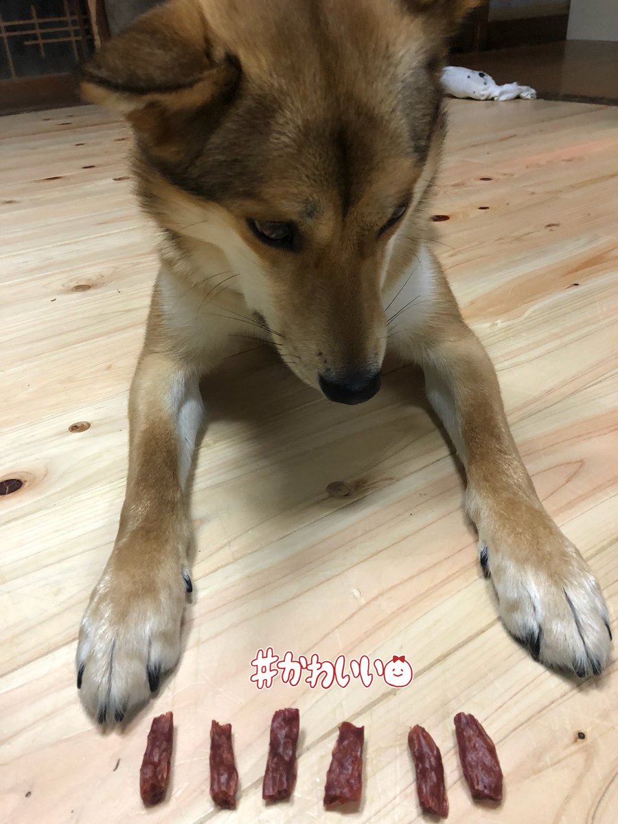 雑種犬 さすけ Ar Twitter 仕事 帰りにdaisoへ 柴犬 見つけて 買ってしまった ビニール に貼る柴犬ｼｰﾙも 買った かわいい かわいい 雑種犬 柴犬グッズ Daiso 犬好きな人と繋がりたい