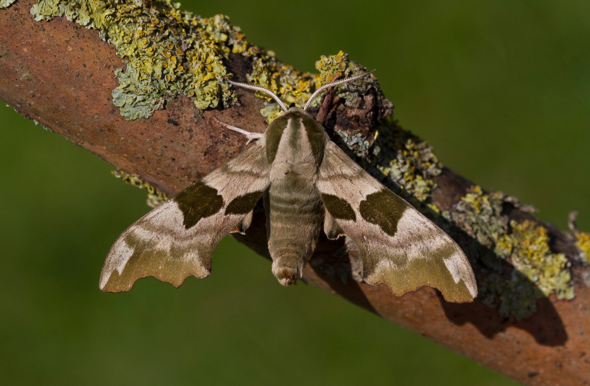 A nice surprise last night when this stunning Lime Hawkmoth flew into the garden trap in Wooton, Northampton (VC32) #teamoth