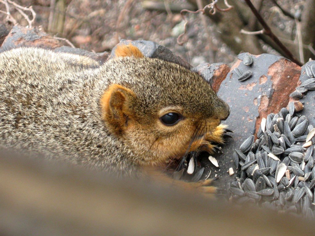 viewfrommyoffic's tweet image. Daily Squirrel @cakikeith @dwshellby @rona65 @TheGreatTurbana @lindachilders1 @47young1 @SadlyCatless