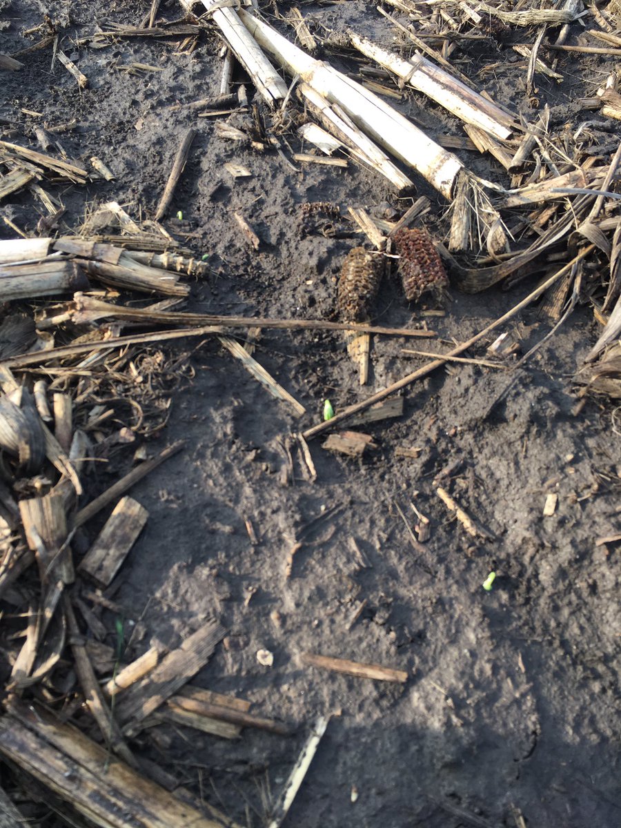 Wes_mont's tweet photo. SC 8358X soybeans we planted a week ago just starting to pop through #plant18 #seedbeans @SeedConsultants @montgomerykw https://t.co/2zQAMK5gOu