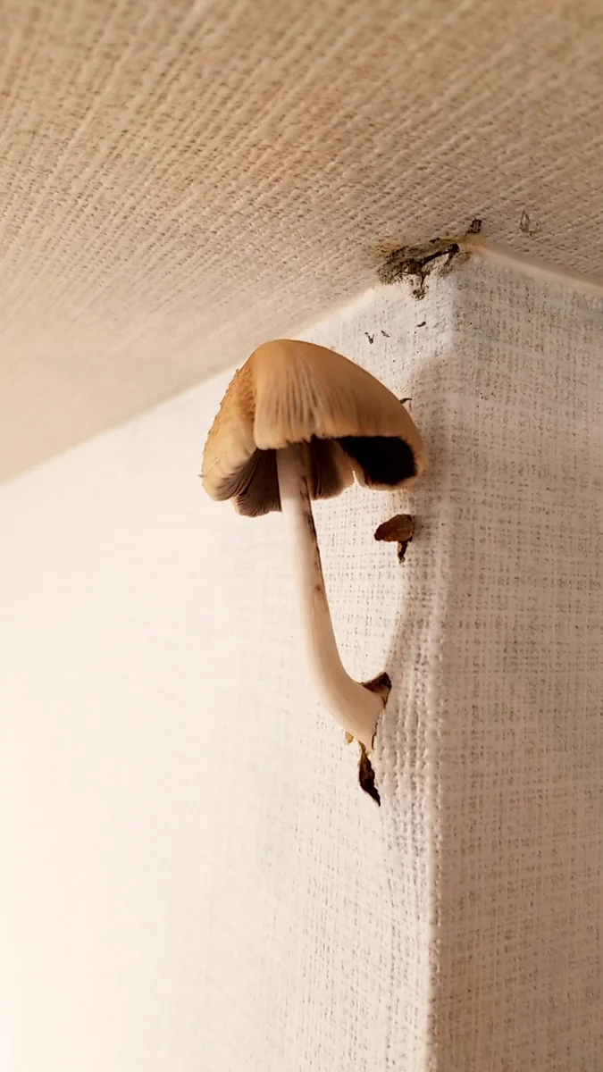家を留守にしてる間にでっかいキノコ生えてたｗ