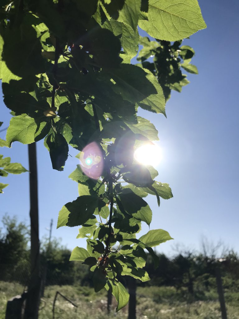 NATPICSs's tweet image. 🌱