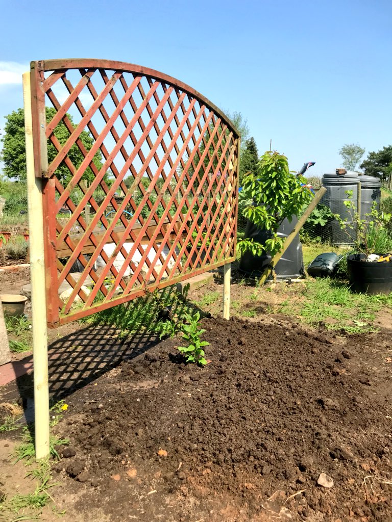 Lymmallotment's tweet photo. First job of the day done 😀. Put up a reclaimed trellis and put a Kiwi Issai plant in.  Looking forward to seeing how this goes; it apparently produces hundreds of small, smooth kiwi fruits and will survive the harshest of British winters! https://t.co/XABE7tCMLp