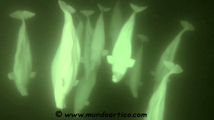 🐳Viaje para ver belugas en la Bahía de Hudson, Canadá🇨🇦
Nuestro viaje nos lleva hasta Churchill, 🌎capital del Oso Polar y lugar donde se desarrolla la mayor migración de belugas del mundo.❄Puedes ver más viajes en: mundoartico.com❄