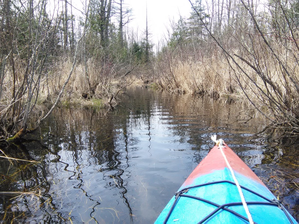 GTAOutdoors's tweet photo. #Paddled in the #Pottageville Swamp Conservation Area in #King Township on the weekend. Water levels are high for only a short time before the bugs make it tough in the interior. Take advantage if you've got paddle power to explore a place few see. https://t.co/FvKo8LKI5q