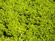 greenthumbfarms's tweet photo. Flowers in the spring, fruit in the summer, and pretty foliage in the fall what more could you ask for in a sod?  Sodding Suggestion #8- Native Huckleberry Sod. https://t.co/nAgylStjUZ #nativesod #plantsomethingme https://t.co/1tecy3N3QY