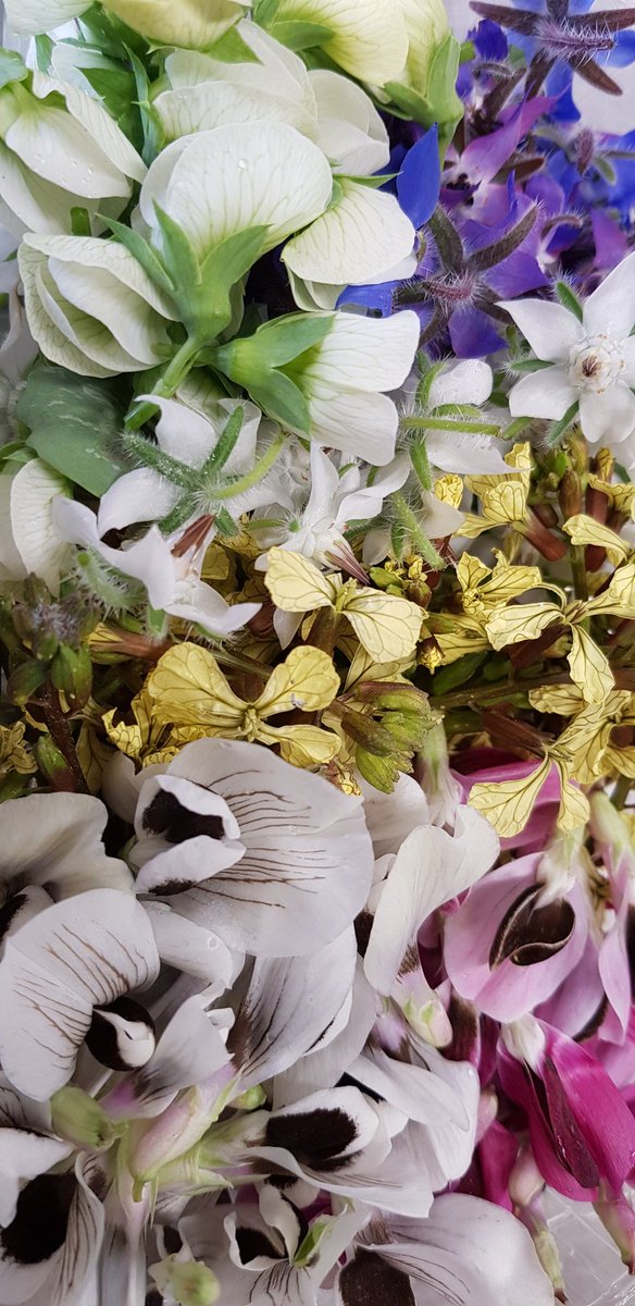 UKBarbadifrate's tweet photo. Fabulous Bank Holiday weather in the #wyevalley picking 
#edibleflowers grown #chemicalfree at #wyevalleysalads  for #chefs working hard today in our local pubs and restaurants eat #Local https://t.co/CiuXveg7YQ