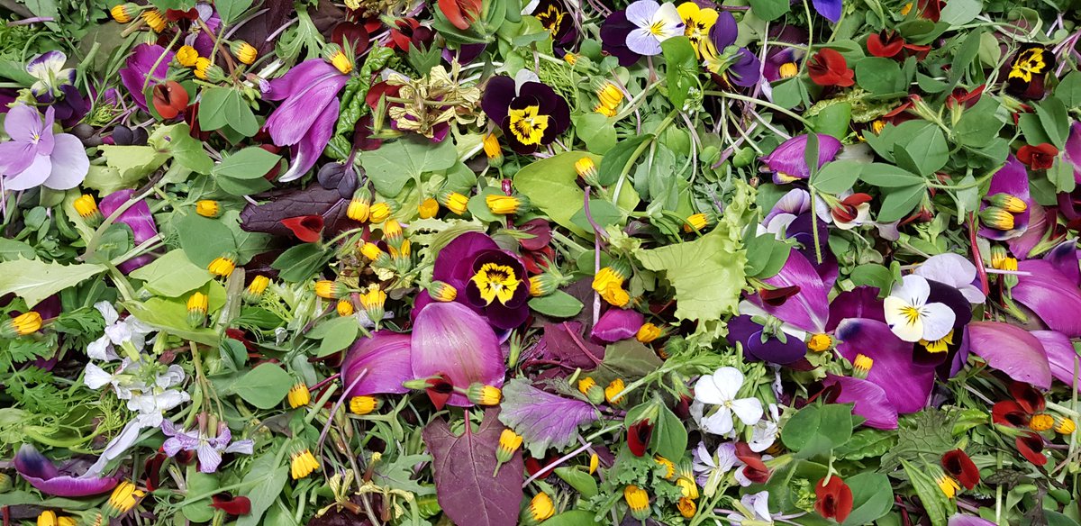 UKBarbadifrate's tweet photo. Fabulous Bank Holiday weather in the #wyevalley picking 
#edibleflowers grown #chemicalfree at #wyevalleysalads  for #chefs working hard today in our local pubs and restaurants eat #Local https://t.co/CiuXveg7YQ