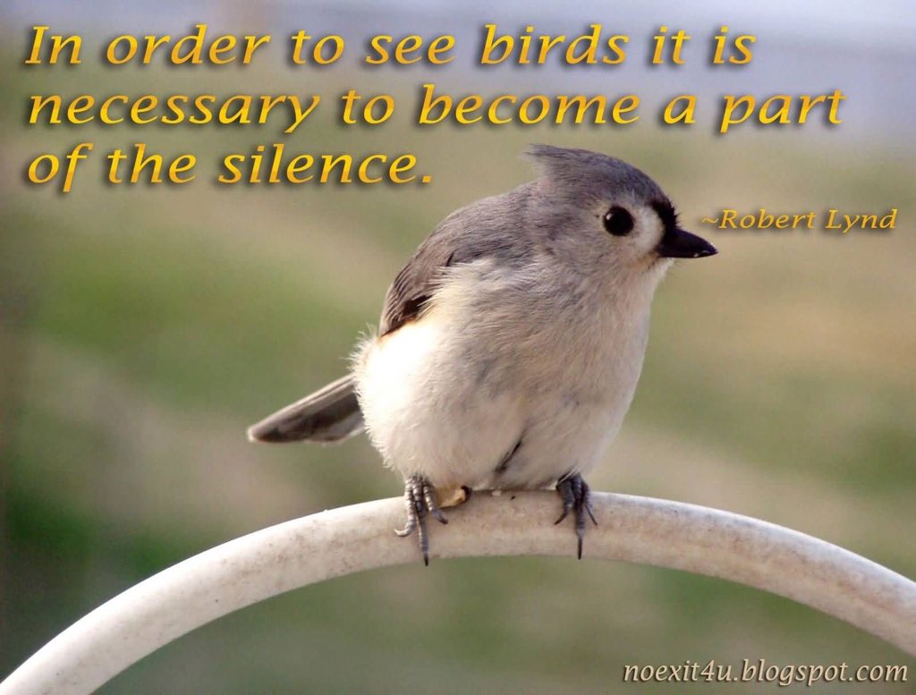 Clever birds the wild. I see the birds are. The two most intelligent birds. Me and the birds прикол. Bird quotes.