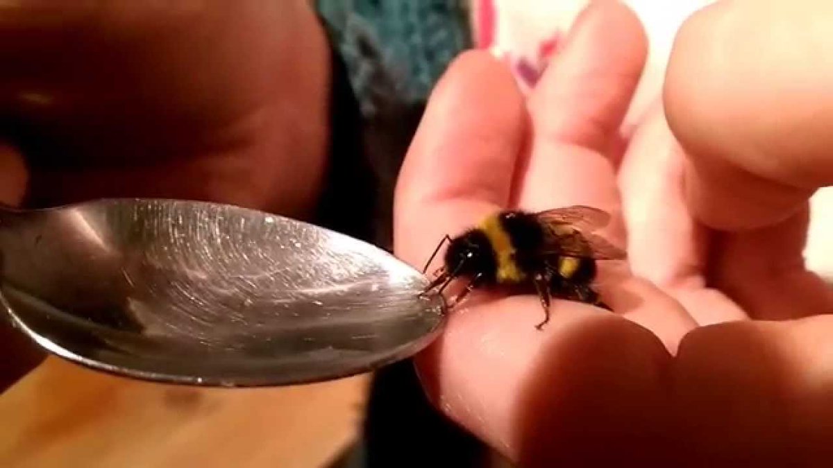 Gyrowoof's tweet photo. Spring sprung! The Pollinators are in town! A couple of 'em bees came by my home today. Be sure to reward them tried workers with some sugar water. They really appreciate it! ^^ #CareWolf https://t.co/s2OVRjr77J