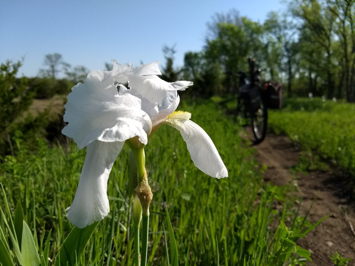 Heritage Iris along the South Loop Trail at Lehigh Portland Trails (there was once a farmstead there)