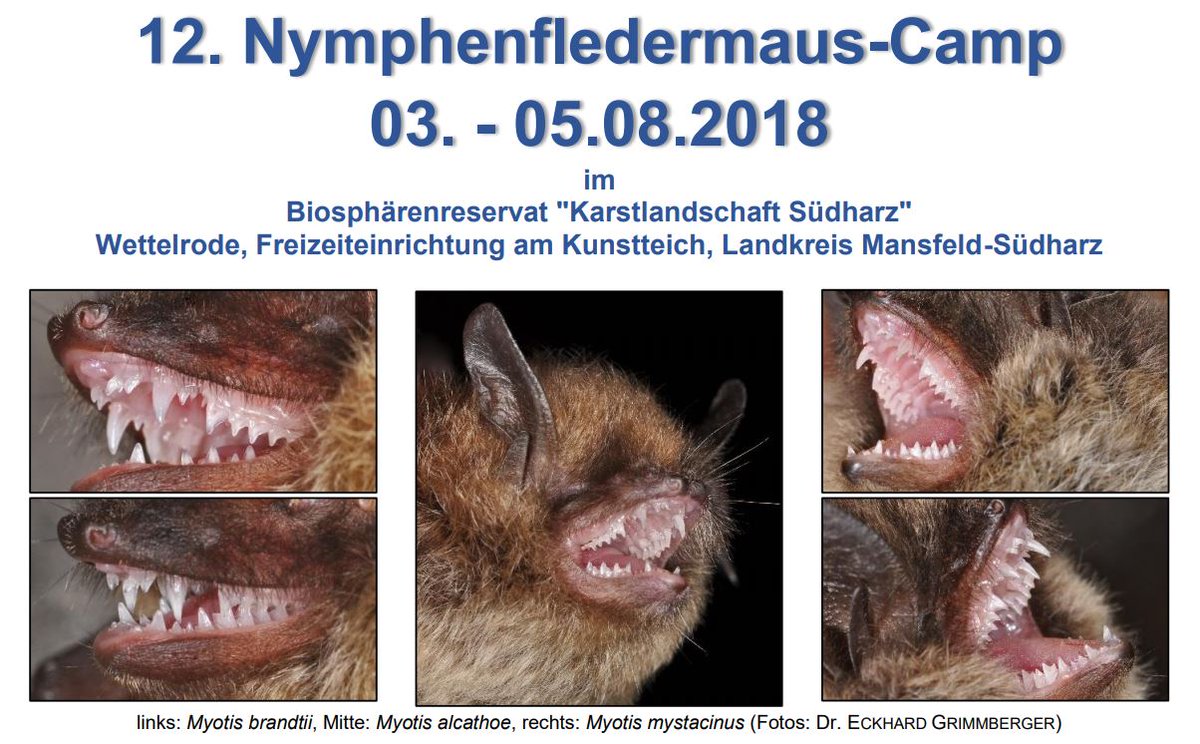 FledermausAKSA's tweet photo. 12. #Nymphenfledermaus-#Camp 03. – 05.08.2018 im #Biosphärenreservat “#Karstlandschaft #Südharz” #Wettelrode, Freizeiteinrichtung am Kunstteich, Landkreis #Mansfeld-Südharz
https://t.co/Z832vFgavu https://t.co/4A4nzsdbEB