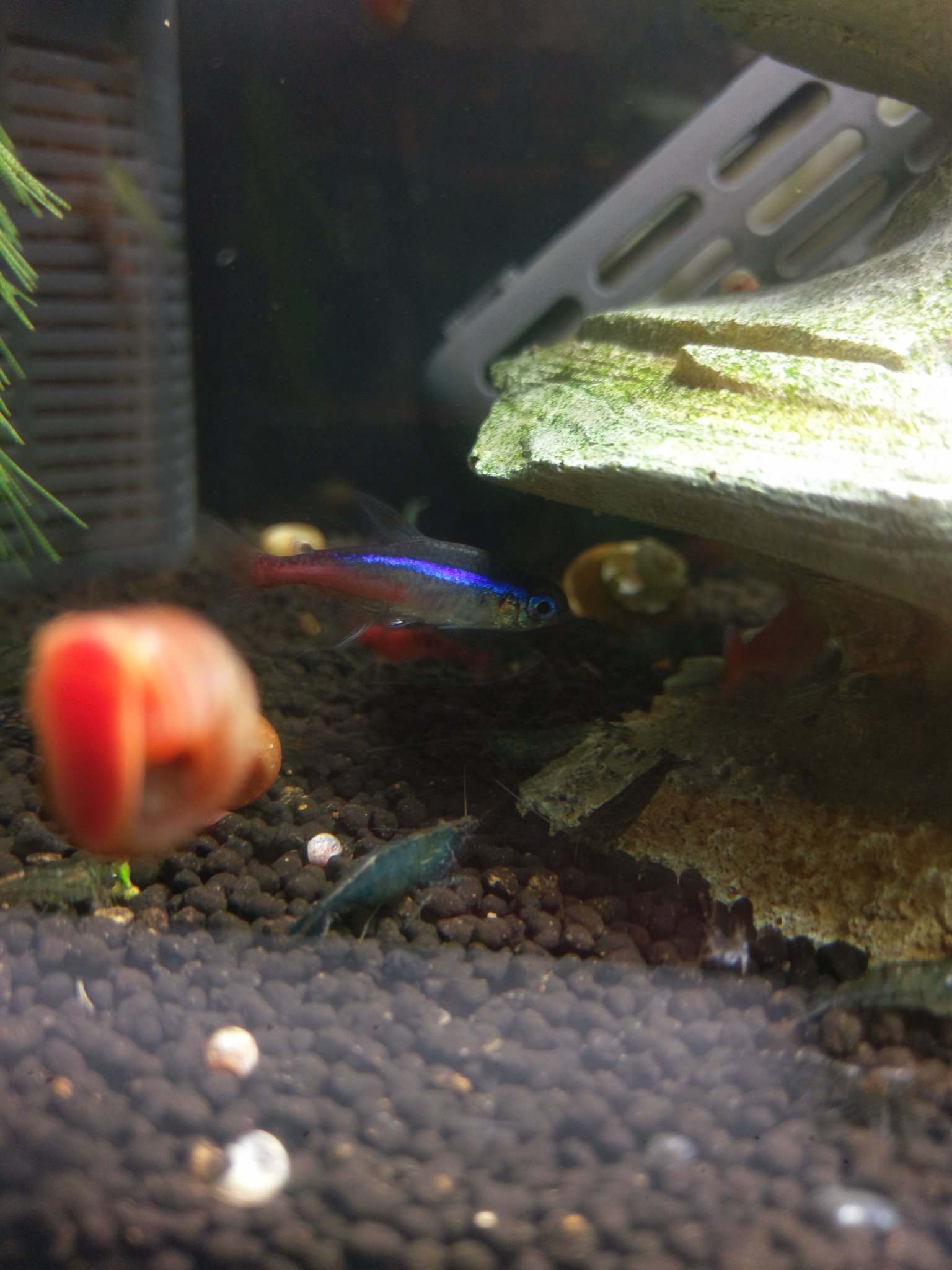 彦 黒っぽいミナミヌマエビと レッチェリが餌をツマツマして 飛び散った餌の破片を メダカが食べに来る そんな平和な時間が流れている水槽の隣の水槽に 青っぽいミナミヌマエビを見付けたときの話です ミナミヌマエビ レッドチェリーシュリンプ