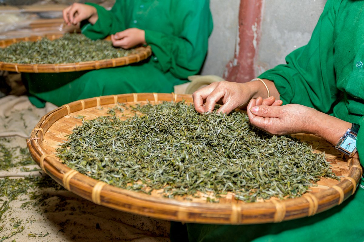 NepaliTea's tweet photo. Hand sorting tea leaves to ensure highest quality and consistency!! Kudos to these people who work behind the scene to bring the best in our cups.
#nepaliteatraders #Nepal #tea #Handsorting #origin #garden https://t.co/xBfgOq9p7R