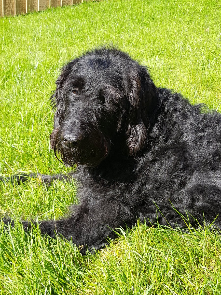 DoooodleDog's tweet photo. Made new fwend smornin. He be a cocker spanner. His name was Jarvis. Mama fawt this hilarious. Me not fink it dat funny #humour #bipass https://t.co/zXgETlbel4
