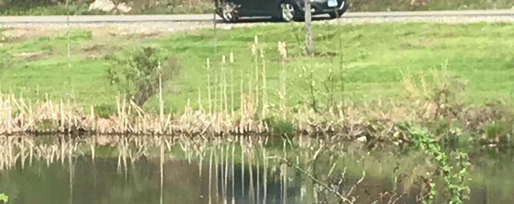 creilly2_'s tweet photo. The phragmites australis, AKA common reeds, can be found near the pond on campus. They produce their own food through the process of photosynthesis. Their role in the environment is to shelter and be a food source for certain animals #flecosystem #characteristicsoflife #niche https://t.co/qYk7w5ZBFq
