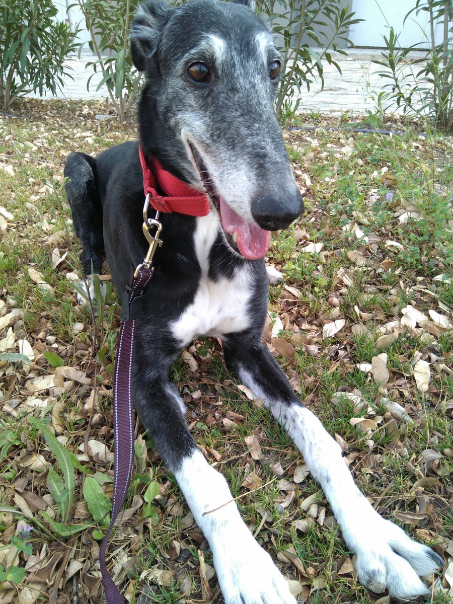 galgos112's tweet photo. Ramón es el #abuelo que tiene enamorado a todo el equipo de #Galgos112. ¿Te has planteado en alguna ocasión adoptar un #senior? Es una experiencia maravillosa. Ramón es un #galgo que está #enadopción.
https://t.co/f7rUas0Hvb #adoptaunsenior #adoptaunabuelo #galgobuelo https://t.co/fZdEGIkalX