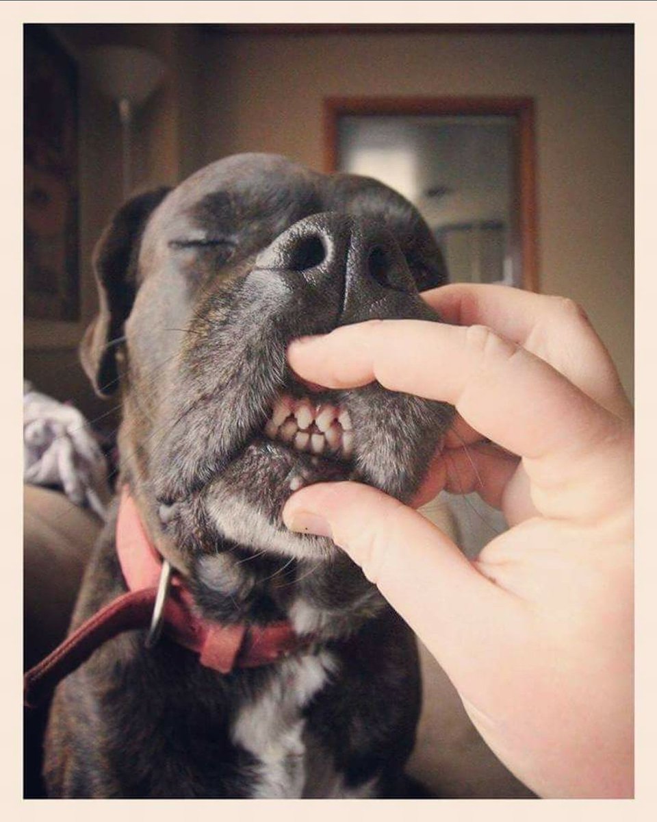 Smile! Its Monday! #wehatemondays #screwlife #doggo #pupper #k9 #odnin #helovessmiling #smile #photos #auniquephotography #dailydogphotos #pet #brindle #boxerlab #plotthoundpitbull #pitbull