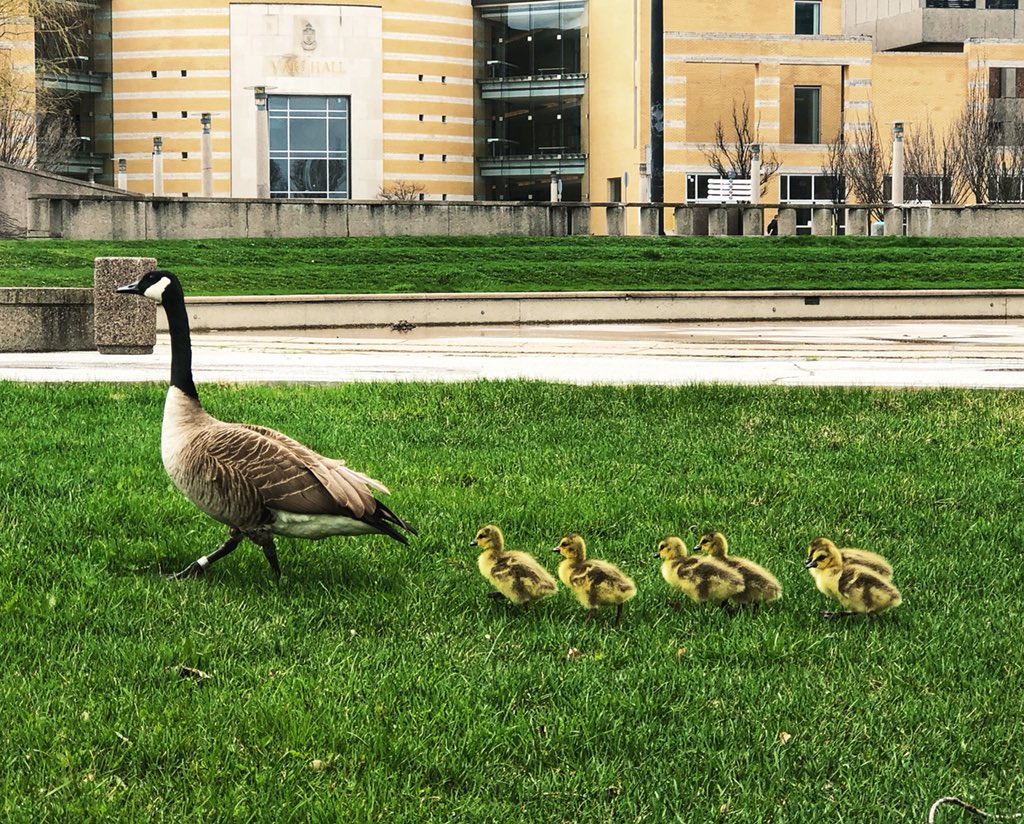 YorkUniversity's tweet photo. Spotted at #YorkU - 🦆🐥🐥🐥🐥🐥🐥 https://t.co/iVbrBXLRfo