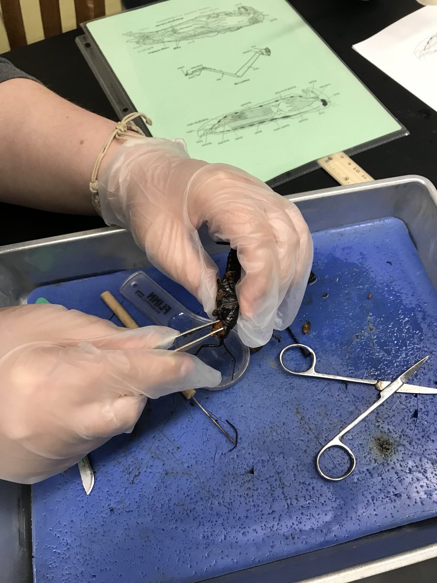 merrill307's tweet photo. Some days you just wake up wanting to explore the inside of a grasshopper!  #WeAreFirebirds https://t.co/fvNAKFW63g