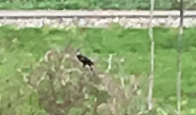 creilly2_'s tweet photo. The Corvus brachyrhynchos, AKA American crow, can be found on campus. It eats insects, seeds, grains, nuts, fruit, worms, etc. One of its role in the environment is to eat carrion, decaying flesh of animals. Since it’s a bird, it can fly#flecosystem #niche #characteristicsoflife https://t.co/ZW9fFDta3B