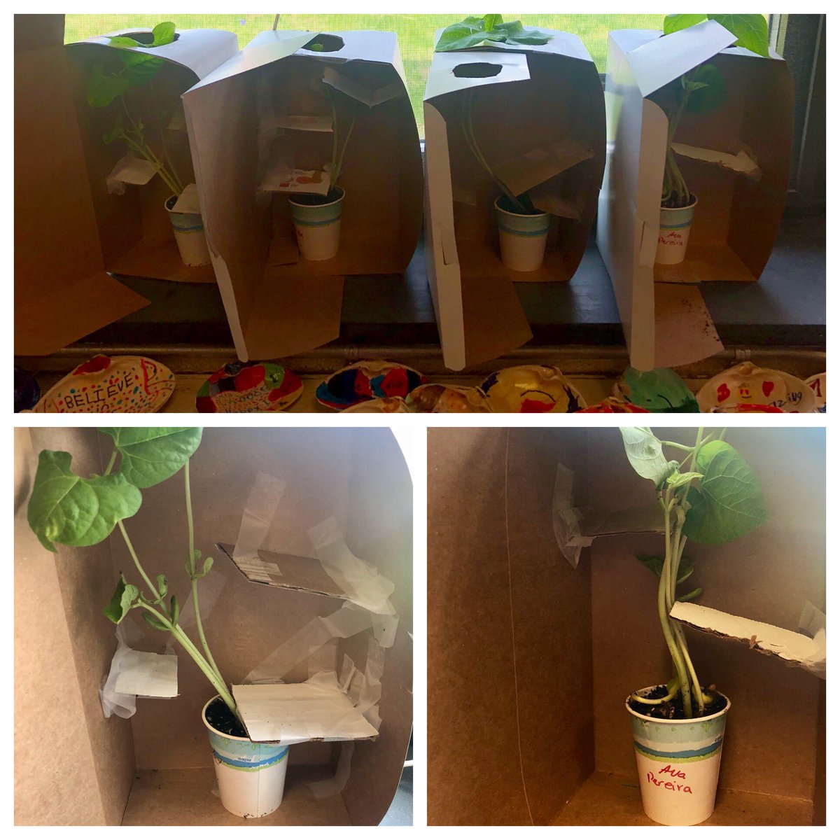 Mrs A A Twitter Have You Ever Noticed How Plants Grow Toward The Light We Wanted To Put That Theory To The Test We Built Light Mazes With Obstacles For Our Bean