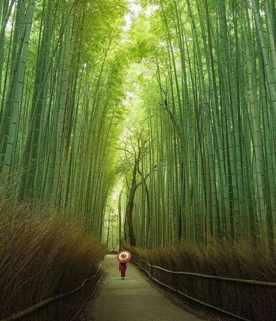 #كيف_نتخلص_من_التوتر
امرأه يابانيه بلباسها التقليدي وسط غابة الخيزران - اليابان