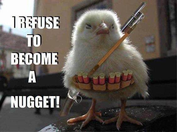 HeritageGroveMS's tweet photo. Well that escalated quickly! Our little chicks will be headed to their new home this week. #notanugget https://t.co/cq9R6URPRx