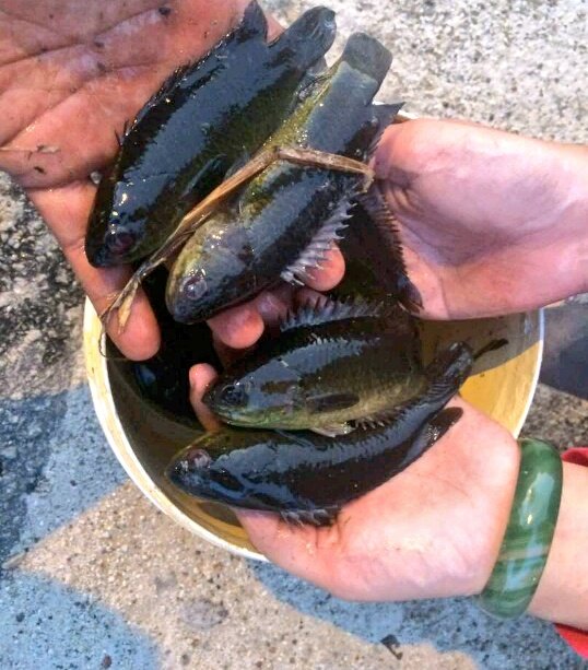Srikandizatie's tweet image. Boipren ajak mancing puyu petang tadi 🎣🎣🎣 Jangan kata gua tak onnn! Hahah dapat 35 ekor pon jadilah 🐟 

#puyubukanpunyumunyu #kahkahkah 😂