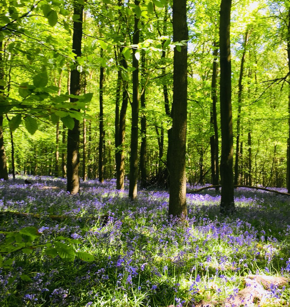 JosephineCumbo's tweet image. #Hertfordshire #Rothamsted
