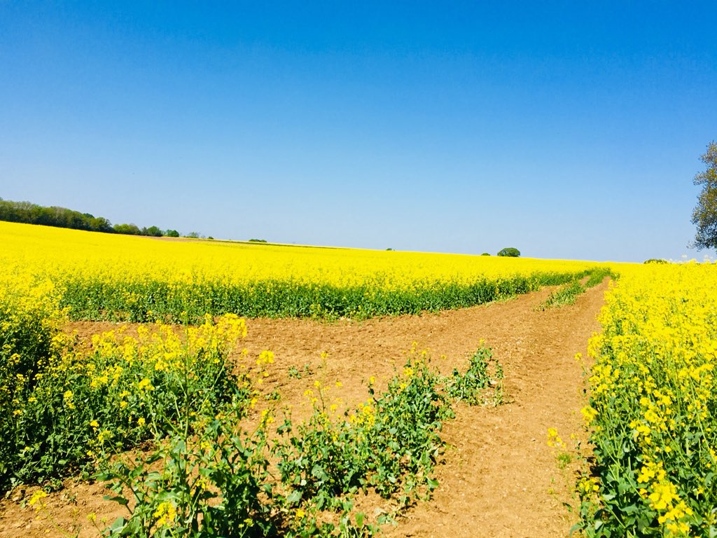 JosephineCumbo's tweet image. #Hertfordshire #Rothamsted
