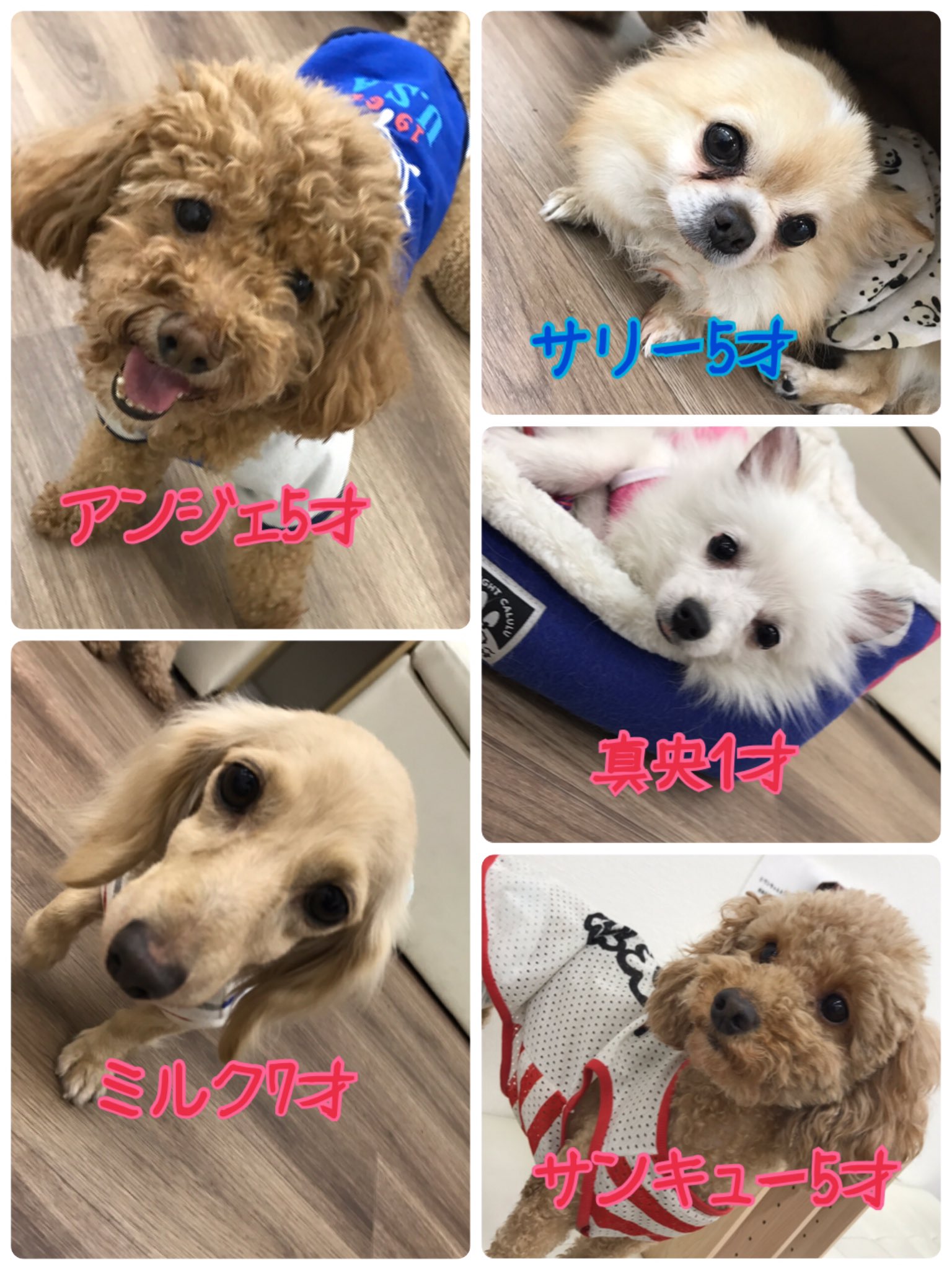 Twitter 上的 保護犬カフェ 寺田町店 ラブファイブ 1にゃん増えた明日の里親募集メンバー 保護犬カフェ 保護猫カフェ 保護犬 保護猫 ドッグカフェ ネコカフェ 里親募集中 里親募集 大阪 拡散希望 犬のいる暮らし 猫のいる暮らし 寺田町 保護犬