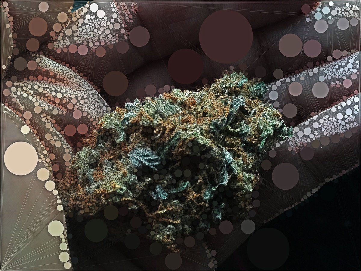 dmt_experiment's tweet photo. Just sharing a bit of #stardog #stardawg #cannabis > played with in #Pixlr & #Trimaginator https://t.co/0lneXQ7D3Z