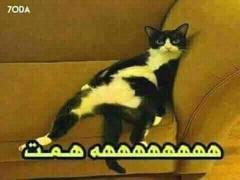 _K_haled_'s tweet photo. @koko_ahmeed___ 😏😏 https://t.co/deAPU0kdr4
