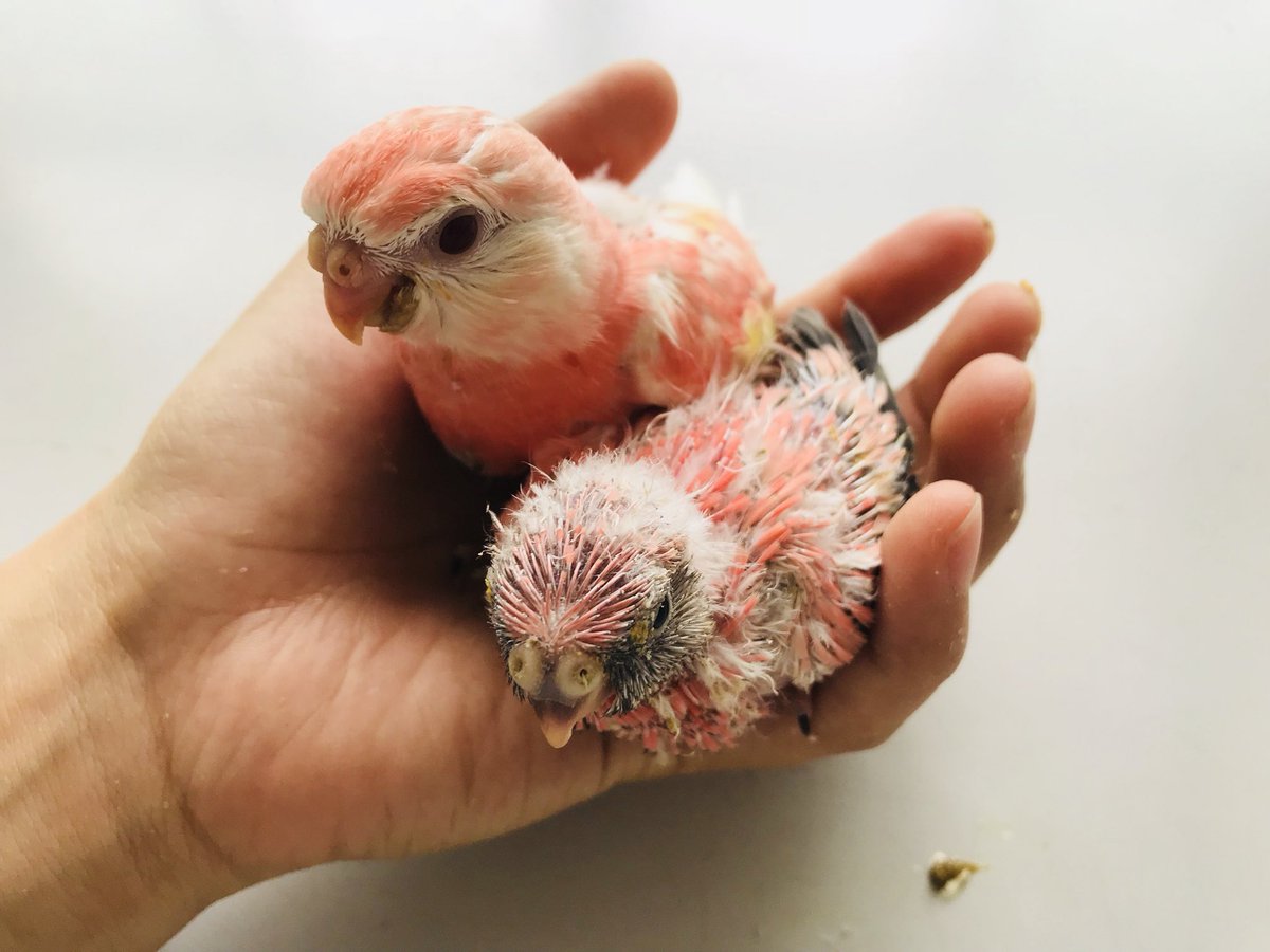 石原鳥獣株式会社 秋草インコ アキクサインコ ルビノー ローズ