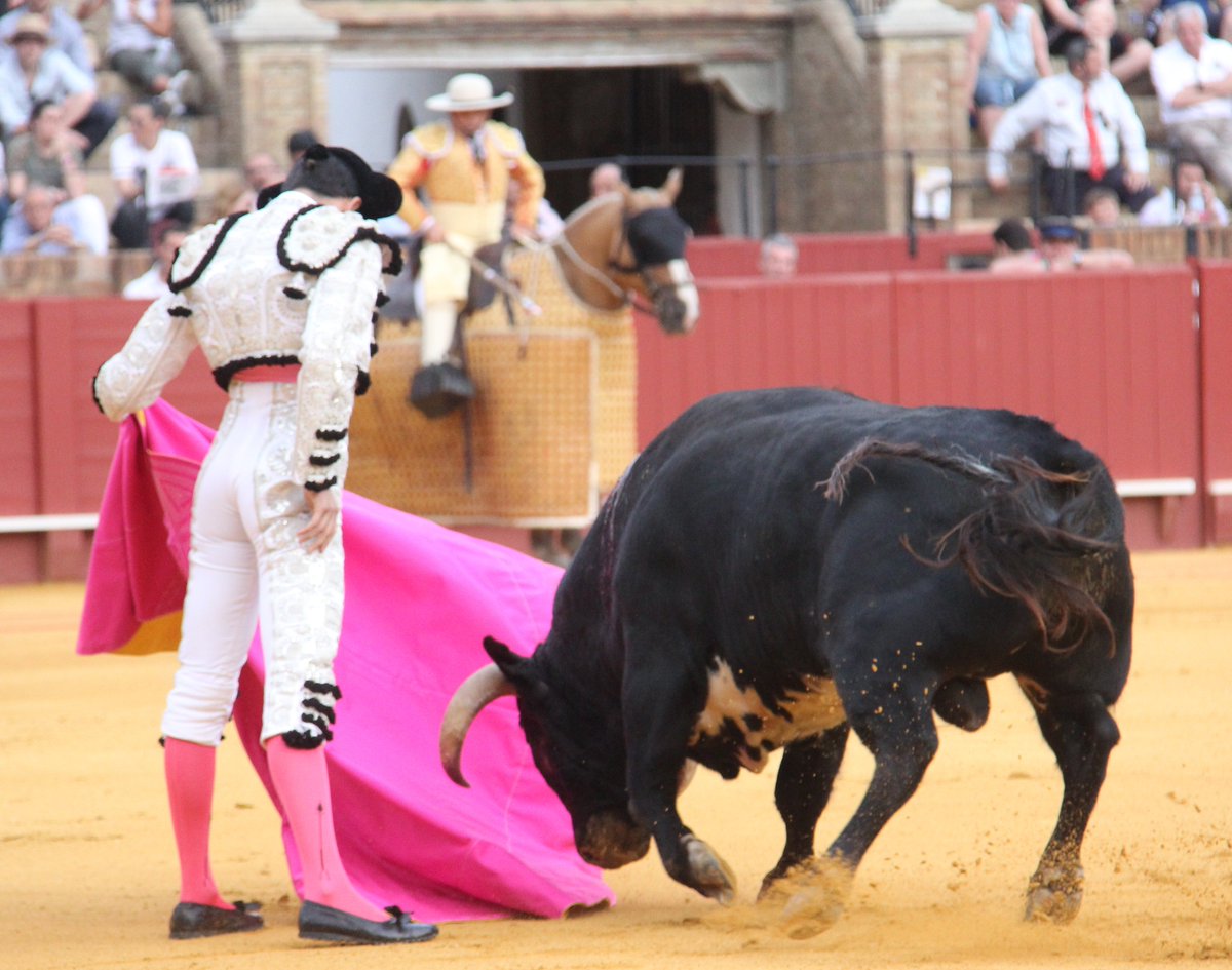 <a href="/adoureno/">Info El Adoureño</a> en @maestranzapages <a href="/AbeInfanzon/">Antonio Burgos</a> <a href="/carloscrivell/">Carlos Crivell</a> <a href="/FArispon/">Fran Arispon</a>  <a href="/Toromedia12/">Toromedia</a> <a href="/GironDormido/">Pedro Dormido Girón</a> <a href="/ardelmoral/">Álvaro Rodríguez del Moral</a> <a href="/isanchezmejias/">Ignacio Sánchez-Mejías</a> <a href="/ManoloVieraN/">Manolo Viera</a> @puertacarmona <a href="/LorenaLimon/">Lorena Muñoz Limón</a> <a href="/j_a_zamora_foto/">José Antonio Zamora</a> <a href="/casado_martin/">Pedro Casado Martín</a> <a href="/francisponu/">Francis Ponce Núñez</a>