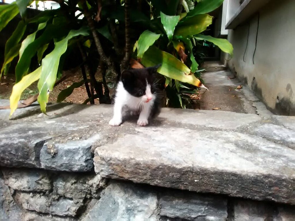 PerroUsuario's tweet photo. Gatito bb busca hogar. Fue lanzado desde un muro desde la calle a un jardin. ADOPTA CARACAS ALTAMIRA 0412-5579386 escribe solo mensajes. https://t.co/B3YxWOfPS9 Contacto @unapataamigaccs