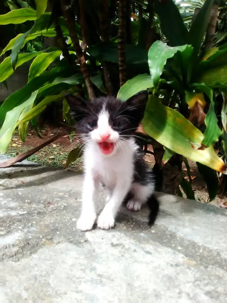 PerroUsuario's tweet photo. Gatito bb busca hogar. Fue lanzado desde un muro desde la calle a un jardin. ADOPTA CARACAS ALTAMIRA 0412-5579386 escribe solo mensajes. https://t.co/B3YxWOfPS9 Contacto @unapataamigaccs