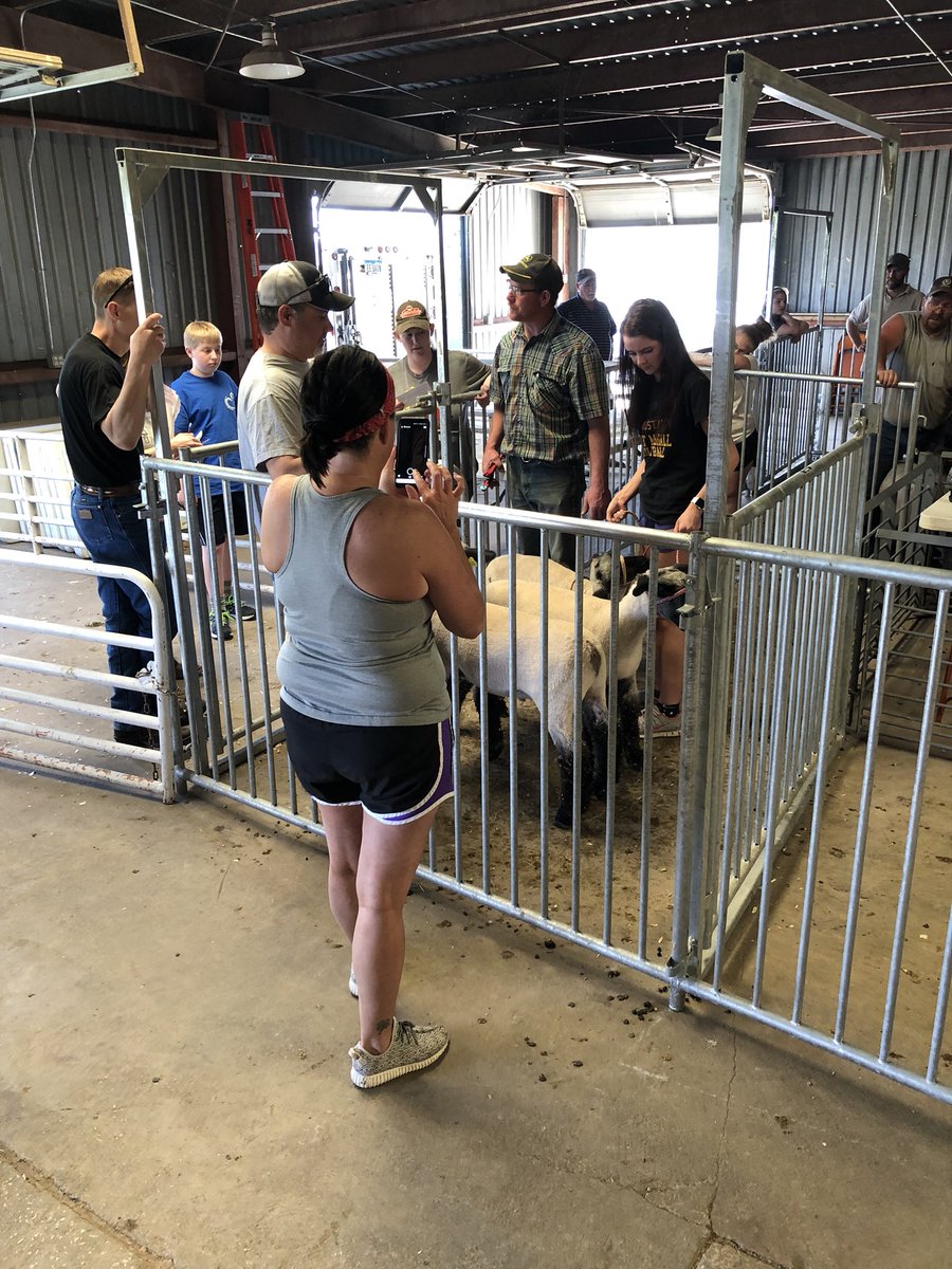 ISUExtMarshall's tweet photo. We had a busy Sunday! Sheep and Gaot weighins and also presentations for our Youth Ambassadors Scholarship! https://t.co/OCQdO3G76L