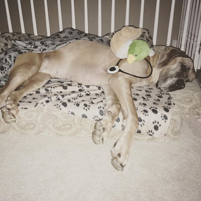 AssisiHealth's tweet photo. "Off to 🛏! Got my loop for pain management going with assistance of my friend mr. 🦆." #AssisiLoop #LoveTheLoop #SendTheHealingHome #dogs #dogsofinstagram #PEMF #NPAID #inflammation #animalhealth #animallovers #veterinarymedicine #veterinary https://t.co/zz8xIhx8z0